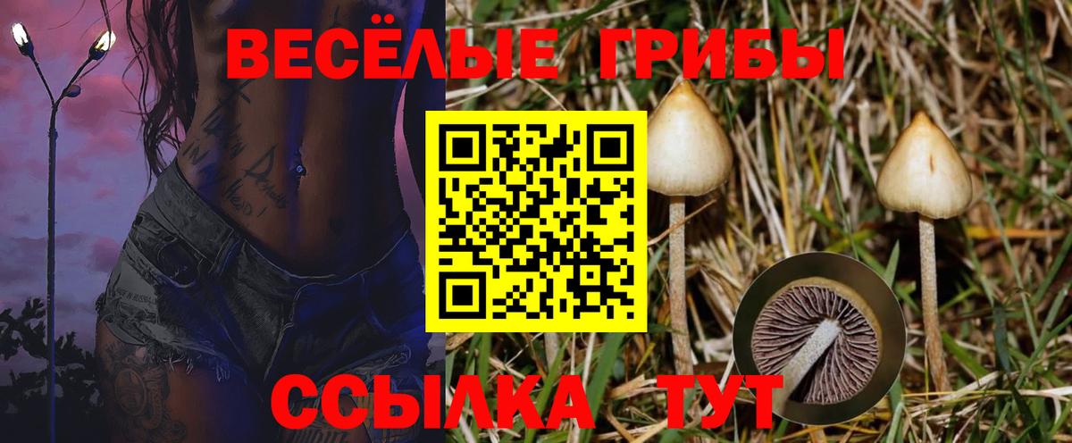Псилоцибиновые грибы Psilocybine cubensis Мегион